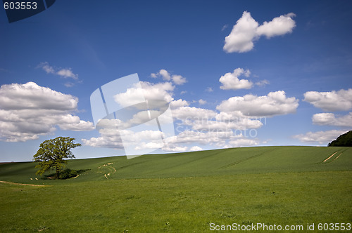 Image of Tree on hill