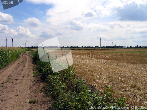 Image of Wheat Field