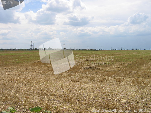 Image of Wheat Field in Romania