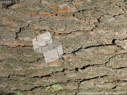 Image of Texture of tree cortex