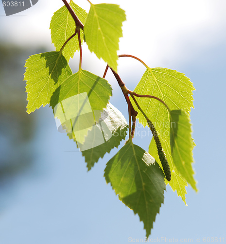 Image of birch foliage