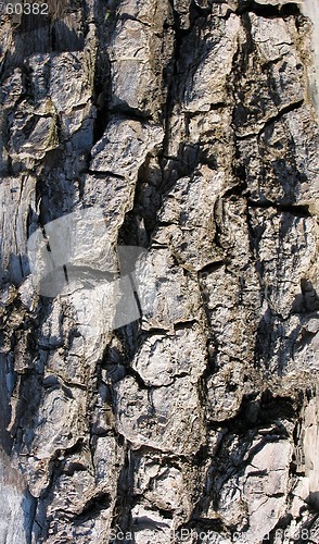 Image of Texture of tree cortex