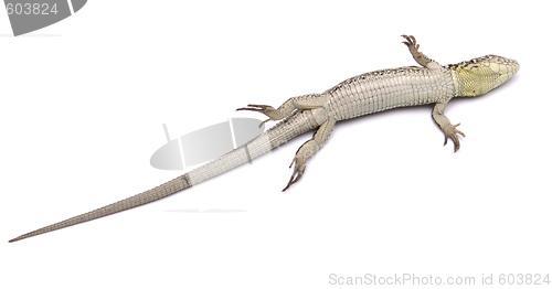 Image of dead lizard