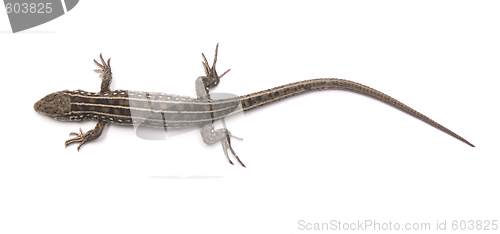 Image of lizard