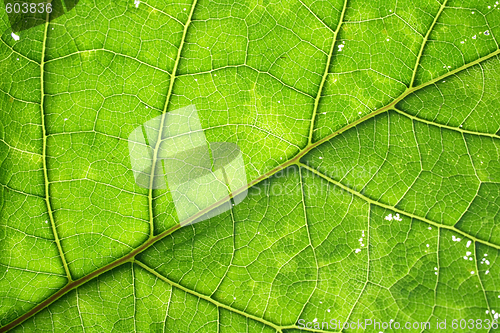 Image of leaf texture