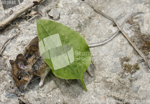 Image of dead mouse