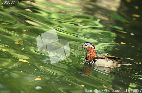 Image of Mandarin duck (Aix galericulata)