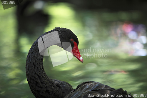 Image of Black swan (Cygnus atratus)