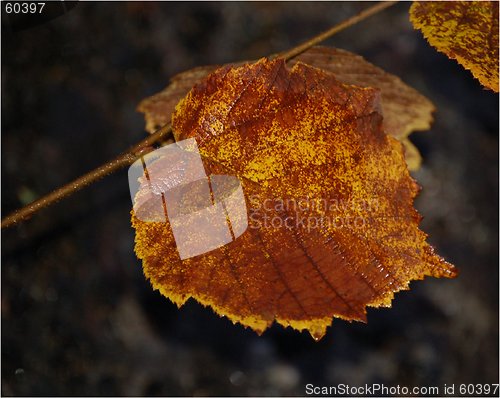 Image of Leaf 05.11.2005