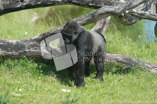 Image of Gorilla and Tree