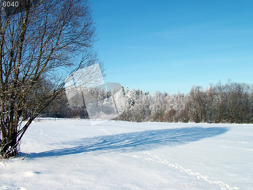 Image of Tree and shadow