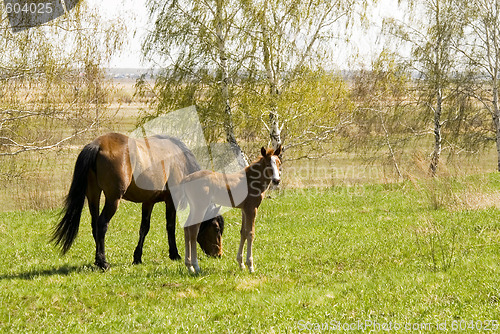 Image of mare and foal