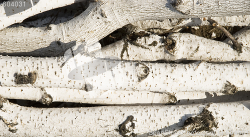 Image of birch logs