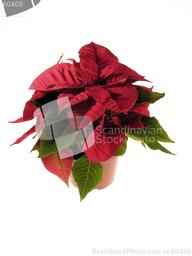 Image of Poinsettia