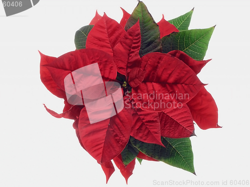 Image of Poinsettia