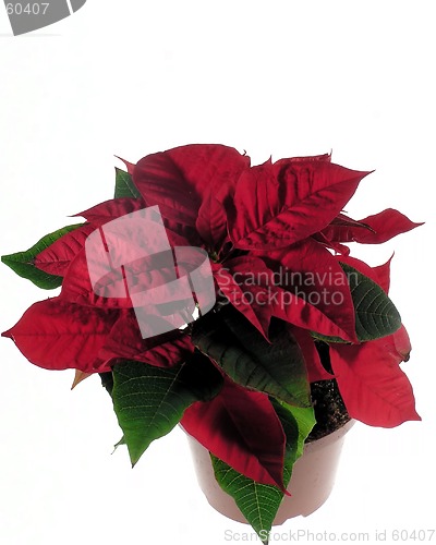 Image of Poinsettia