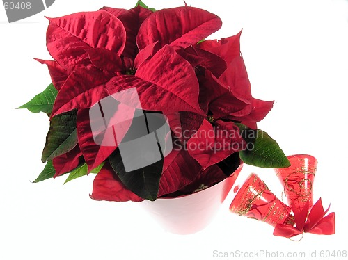 Image of Poinsettia