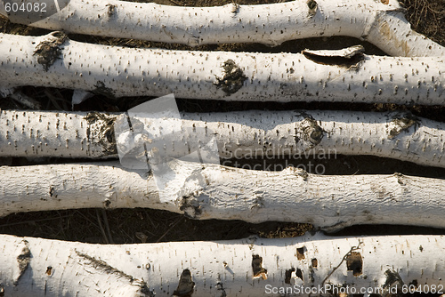 Image of birch logs