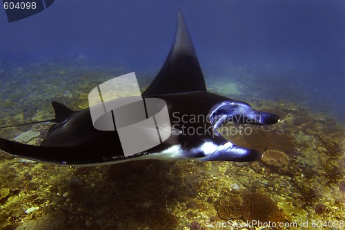 Image of Manta ray