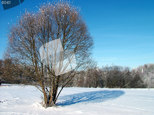 Image of Tree and shadow 1