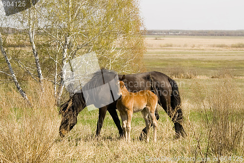Image of foal and mare