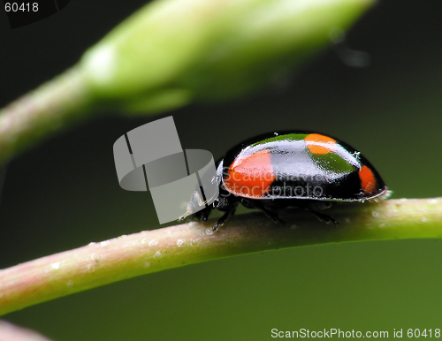 Image of Ladybug