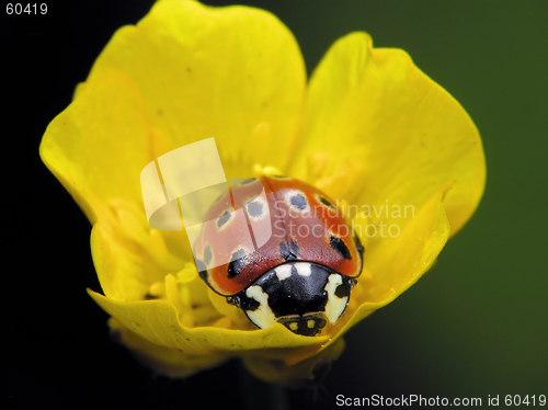 Image of Ladybug on flower