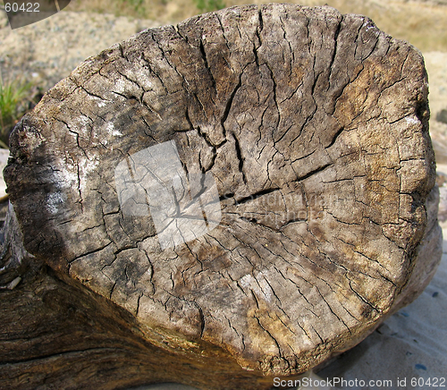 Image of Old log