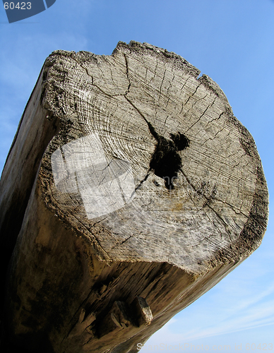 Image of Old log