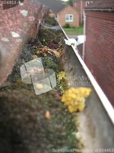 Image of Moss in the gutter