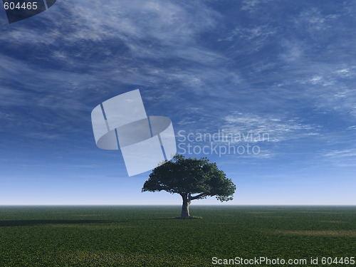 Image of tree