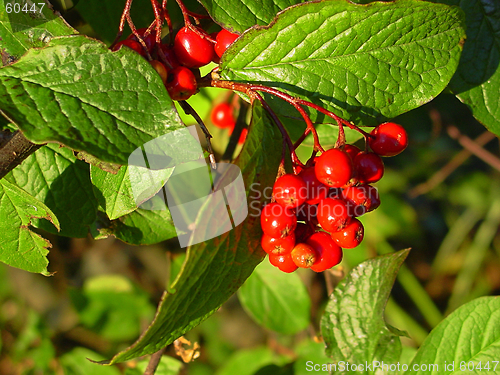 Image of Cranberries