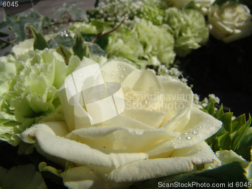 Image of White rose
