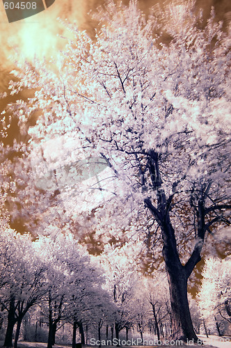 Image of Infrared Tree