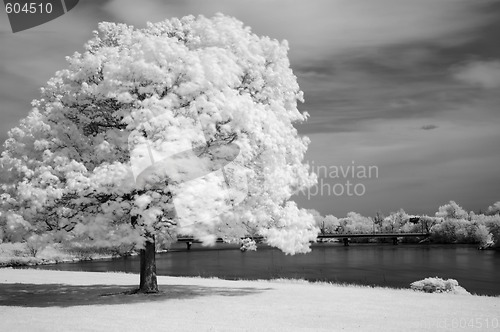 Image of Infrared Tree
