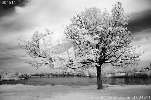 Image of Infrared Tree