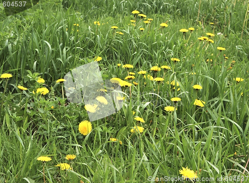 Image of dandelions