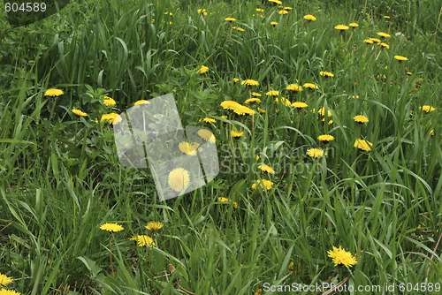 Image of dandelions