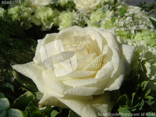 Image of White rose