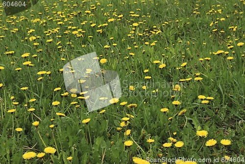 Image of dandelions