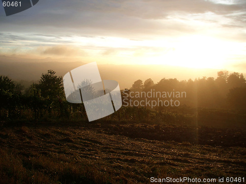 Image of italian vineyard