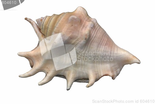 Image of seashell