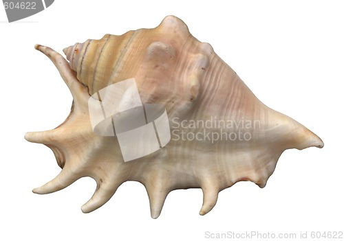 Image of seashell