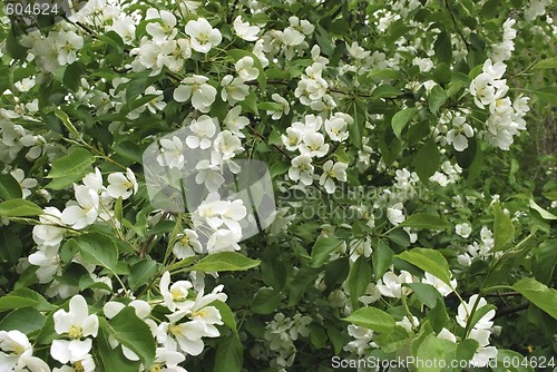 Image of apple-tree