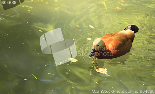 Image of Ruddy Shelduck (Tadorna ferruginea)