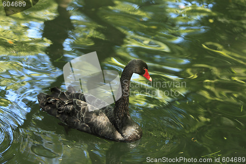 Image of Black swan (Cygnus atratus)