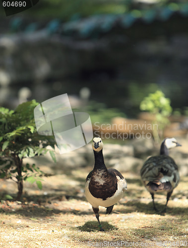 Image of Geese