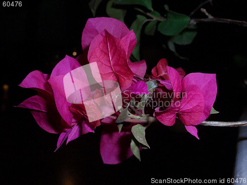 Image of bouganvillea