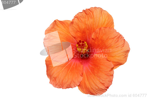 Image of Orange hibiscus isolated on the white backgroun