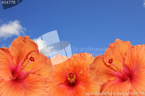Image of Orange hibiscus isolated on the blue sky